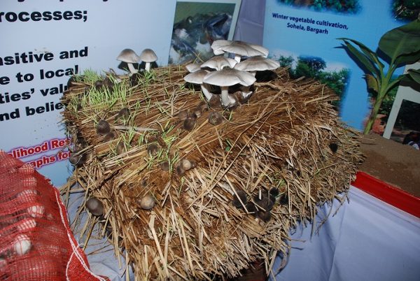 Mushroom cultivation at Krishi Fair 2021